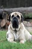 MASTIFF 179